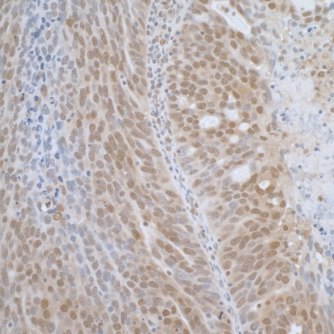 TCEB1 Antibody in Immunohistochemistry (Paraffin) (IHC (P))