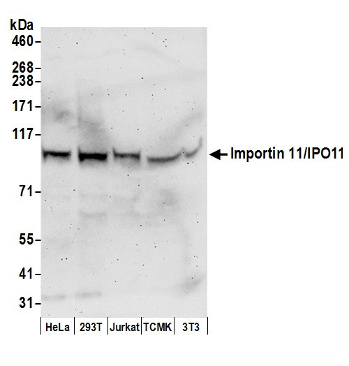 Importin 11/IPO11 Antibody in Western Blot (WB)