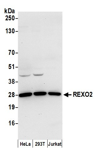 REXO2 Antibody in Western Blot (WB)