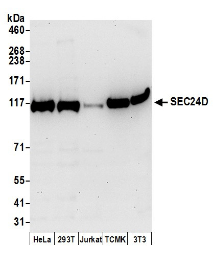 SEC24D Antibody in Western Blot (WB)