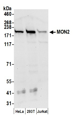 MON2 Antibody in Western Blot (WB)