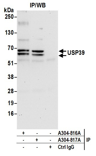 USP39 Antibody in Immunoprecipitation (IP)