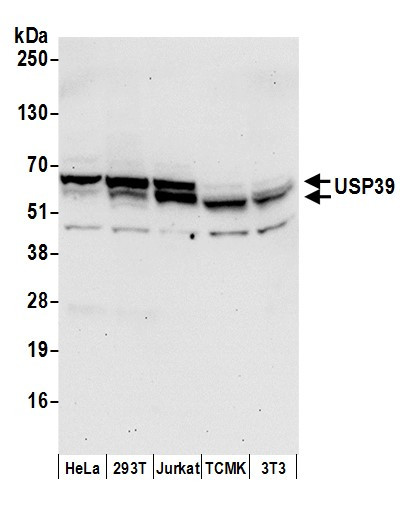 USP39 Antibody in Western Blot (WB)