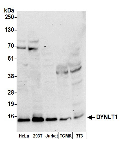 DYNLT1 Antibody in Western Blot (WB)