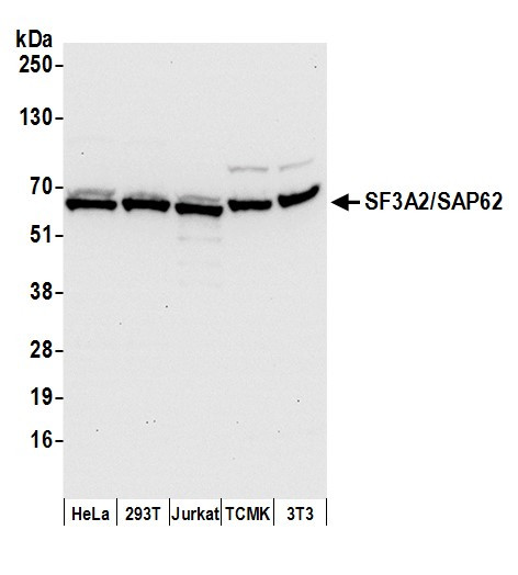 SF3A2/SAP62 Antibody in Western Blot (WB)