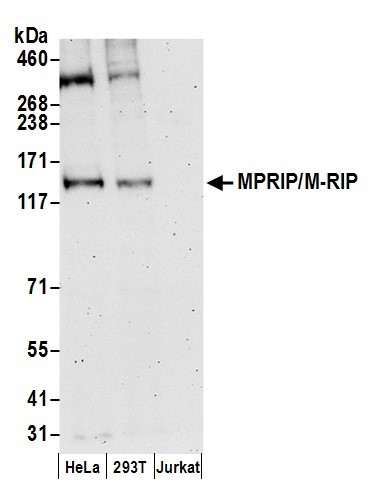 MPRIP/M-RIP Antibody in Western Blot (WB)