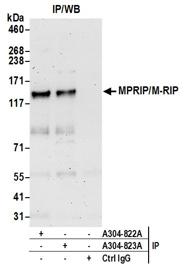 MPRIP/M-RIP Antibody in Immunoprecipitation (IP)