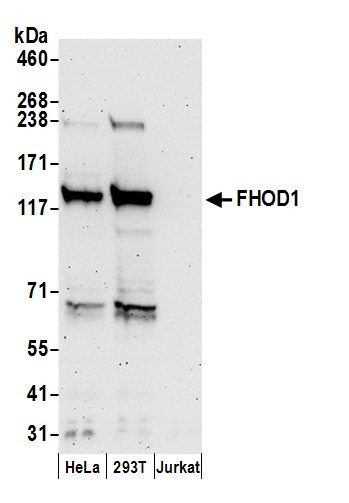 FHOD1 Antibody in Western Blot (WB)