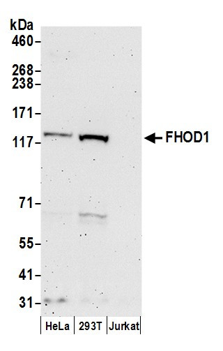 FHOD1 Antibody in Western Blot (WB)