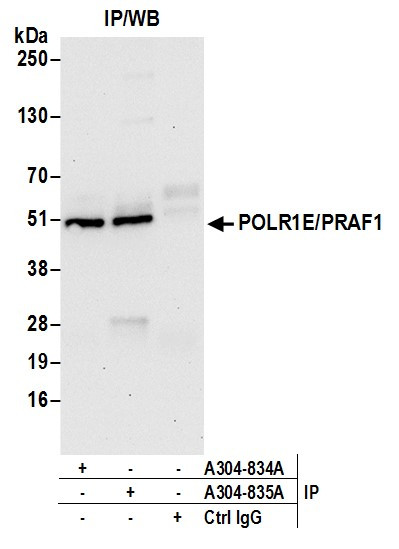 POLR1E/PRAF1 Antibody in Immunoprecipitation (IP)
