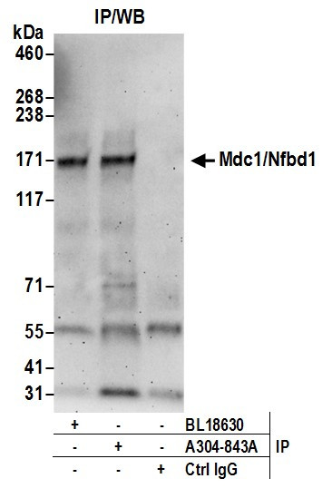 Mdc1/Nfbd1 Antibody in Immunoprecipitation (IP)