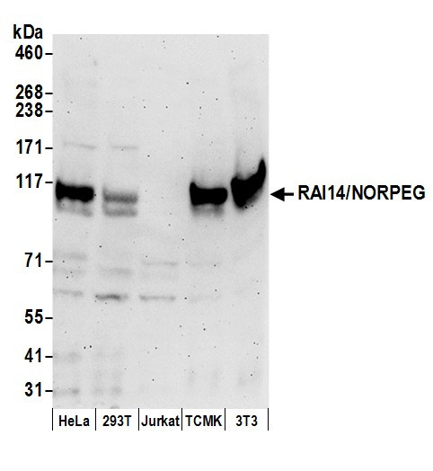 RAI14/NORPEG Antibody in Western Blot (WB)