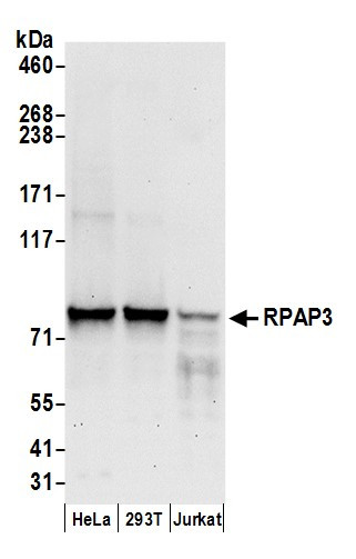RPAP3 Antibody in Western Blot (WB)