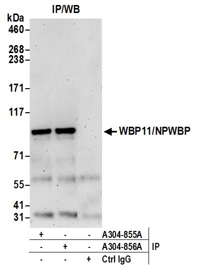 WBP11/NPWBP Antibody in Immunoprecipitation (IP)