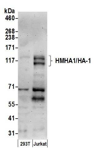 HMHA1/HA-1 Antibody in Western Blot (WB)