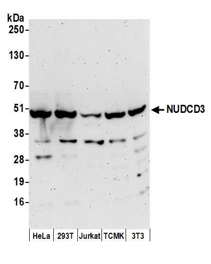NUDCD3 Antibody in Western Blot (WB)