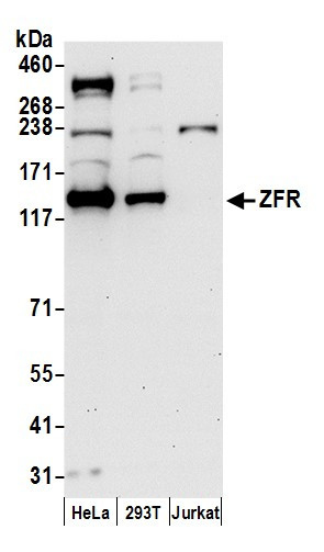 ZFR Antibody in Western Blot (WB)