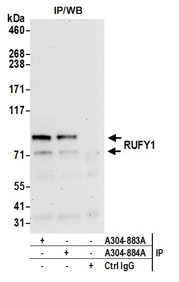 RUFY1 Antibody in Immunoprecipitation (IP)
