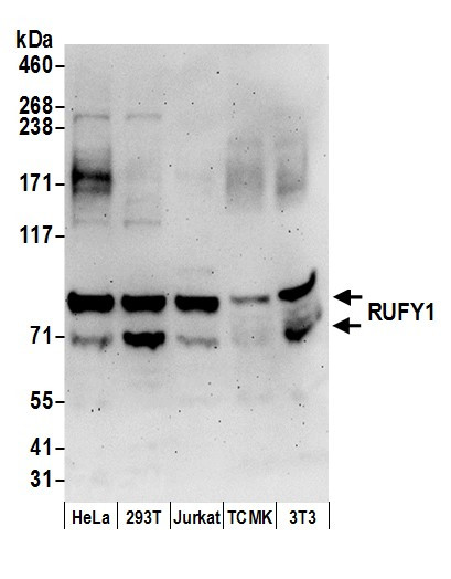 RUFY1 Antibody in Western Blot (WB)
