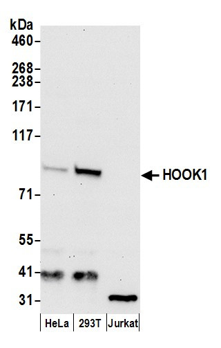 HOOK1 Antibody in Western Blot (WB)