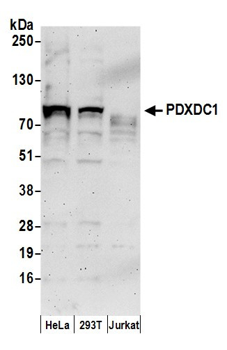 PDXDC1 Antibody in Western Blot (WB)