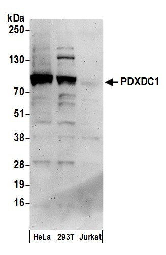 PDXDC1 Antibody in Western Blot (WB)