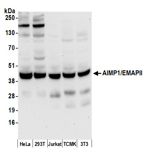 AIMP1/EMAPII/SCYE1 Antibody in Western Blot (WB)
