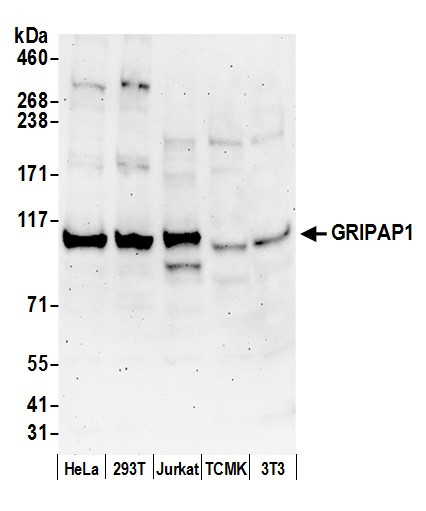 GRIPAP1/GRASP-1 Antibody in Western Blot (WB)