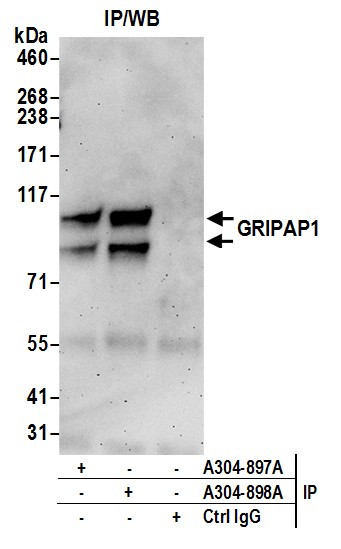 GRIPAP1/GRASP-1 Antibody in Immunoprecipitation (IP)