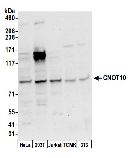 CNOT10 Antibody in Western Blot (WB)