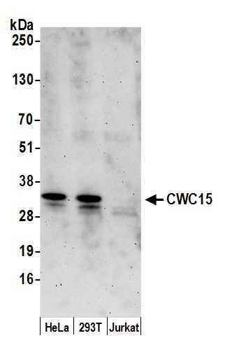 CWC15 Antibody in Western Blot (WB)