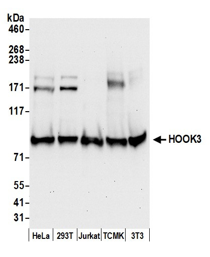 HOOK3 Antibody in Western Blot (WB)