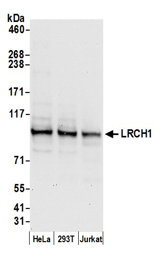 LRCH1 Antibody in Western Blot (WB)