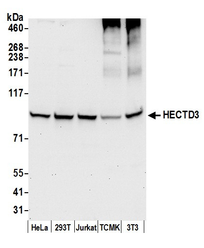 HECTD3 Antibody in Western Blot (WB)