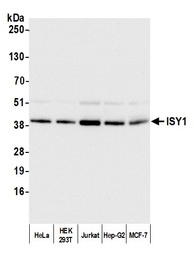 ISY1 Antibody in Immunoprecipitation (IP)