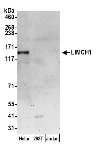 LIMCH1 Antibody in Western Blot (WB)
