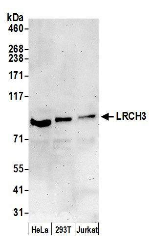 LRCH3 Antibody in Western Blot (WB)