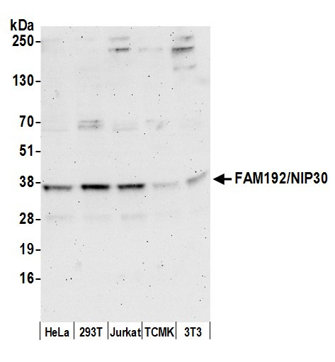 FAM192A/NIP30 Antibody in Western Blot (WB)