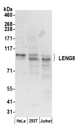 LENG8 Antibody in Western Blot (WB)