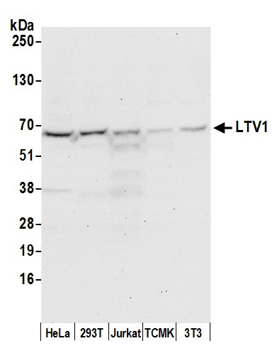 LTV1 Antibody in Western Blot (WB)
