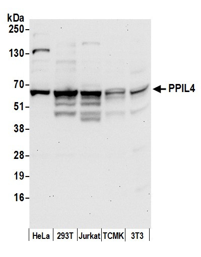 PPIL4 Antibody in Western Blot (WB)