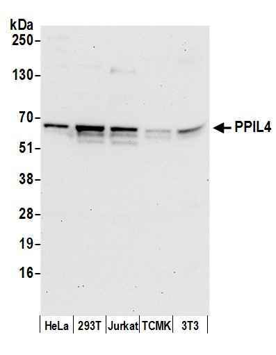 PPIL4 Antibody in Western Blot (WB)