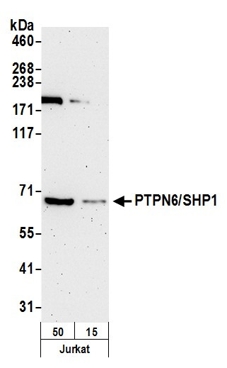 PTPN6/SHP1 Antibody in Western Blot (WB)