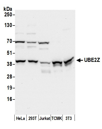 UBE2Z Antibody in Western Blot (WB)