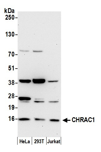 CHRAC1/CHRAC15 Antibody in Western Blot (WB)