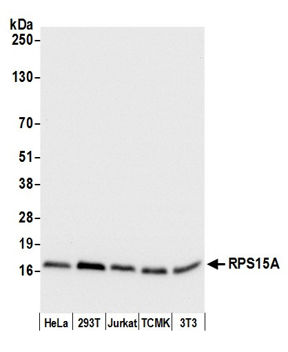 RPS15A Antibody in Western Blot (WB)