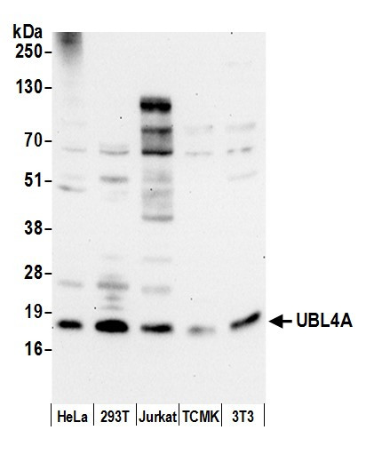 UBL4A Antibody in Western Blot (WB)