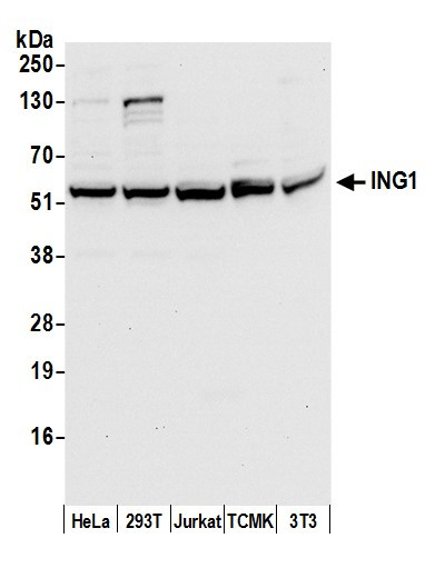 ING1 Antibody in Western Blot (WB)
