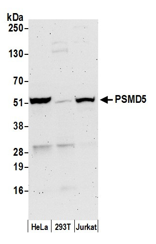 PSMD5/26S Proteasome Subunit S5B Antibody in Western Blot (WB)