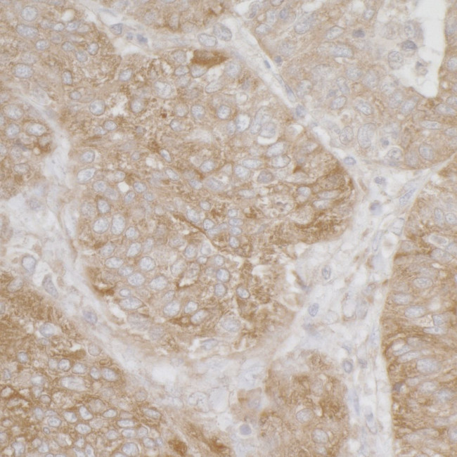 Ribosomal Protein S3A/RPS3A Antibody in Immunohistochemistry (Paraffin) (IHC (P))